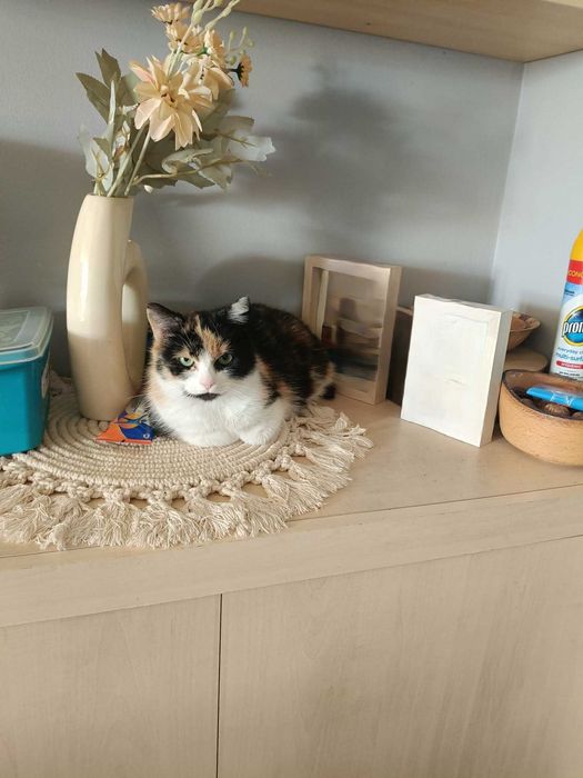 Szukasz jedynaczki? Wiki chce mieć Twoje serce tylko dla siebie!