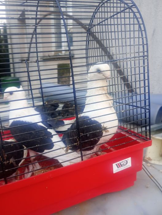 Gołębie rysie mewki