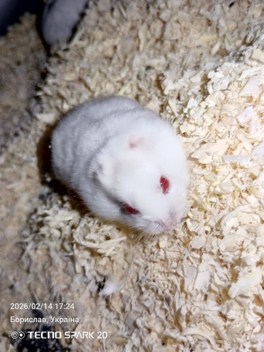 Продам хом'яків джунгариків