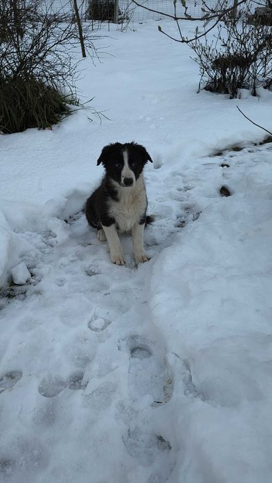 Border collie - OSTATNI PIESEK
