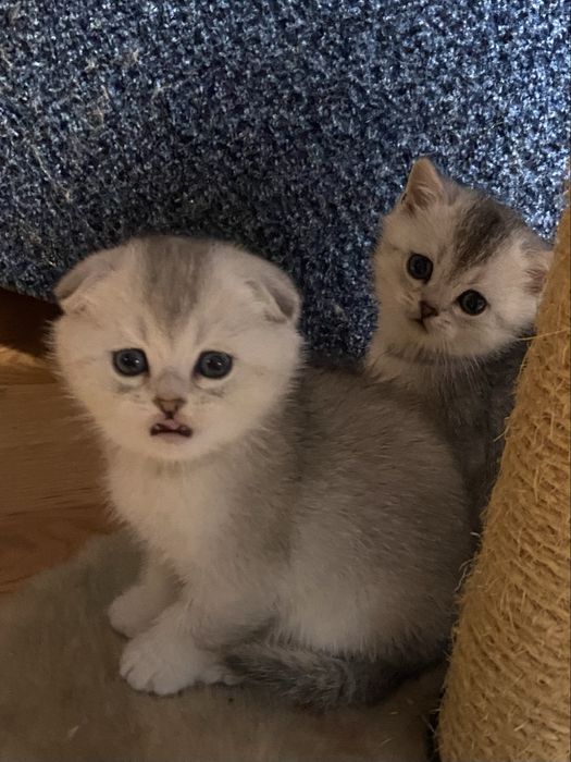 Пушистый подарочек!