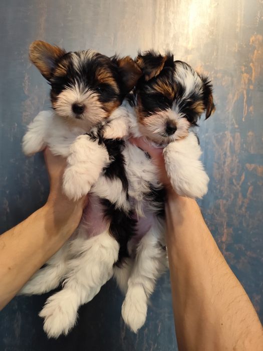 Продам цуценят бівер-йорка