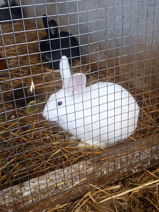 Coelhos para criação