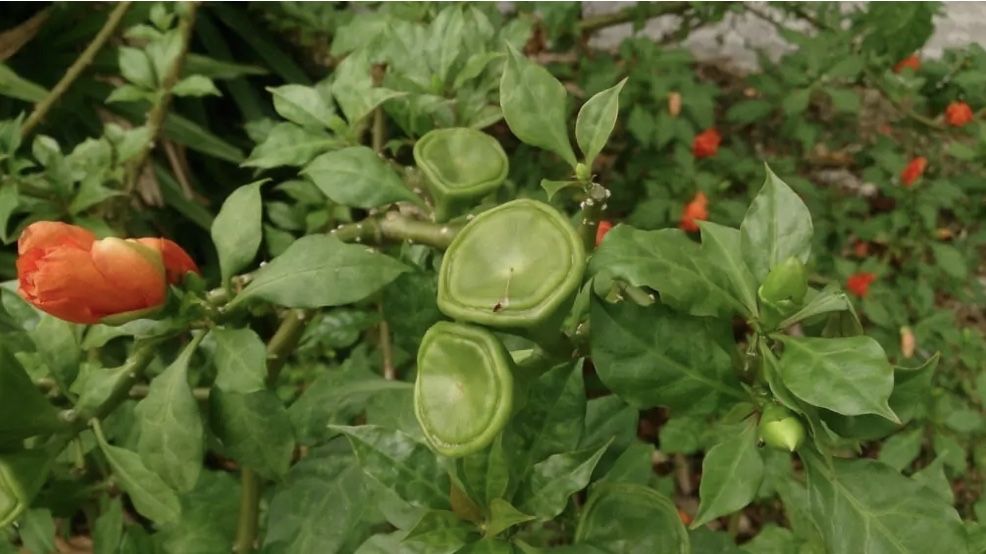 Planta ora-pro-nobis