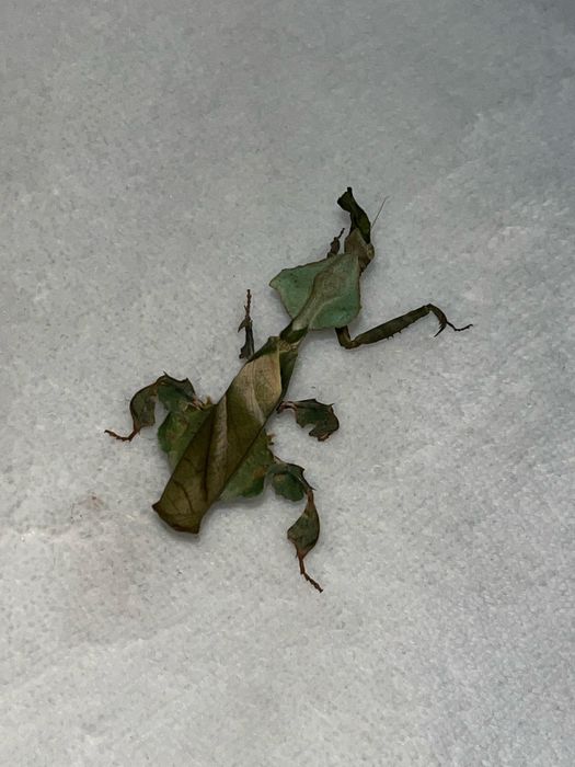 Modliszki liściogłowe (Phyllocrania paradoxa) imago