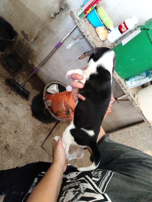 Lindíssimo menino Beagle