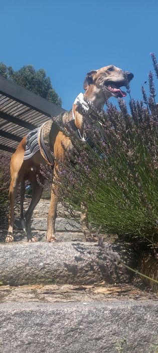 Estadia familiar canina creche