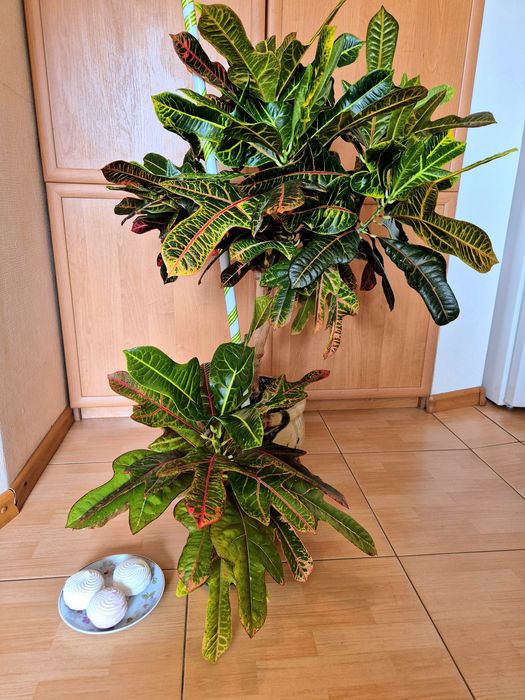 Кімнатна рослина, кротон, кодієум