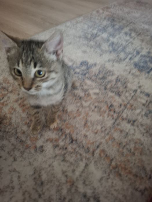 Котят отдам в добрые руки