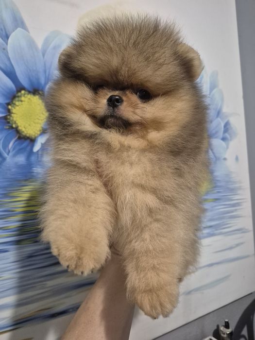 Chlopak pomeranian.Pomarancowy