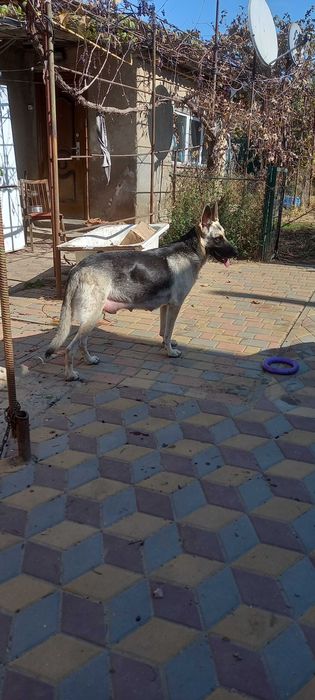 Щенки ВЕО продажа