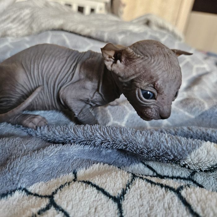 Кошеня Канадського сфінкса