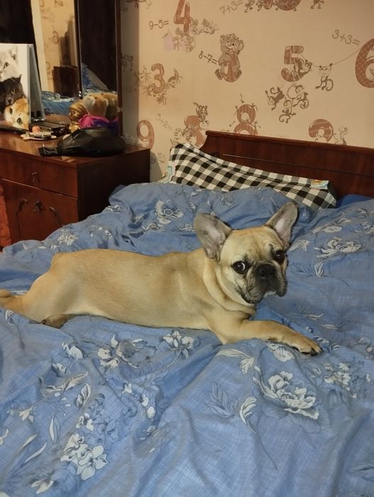 Пропала собака - французкий бульдог песочного цвета.