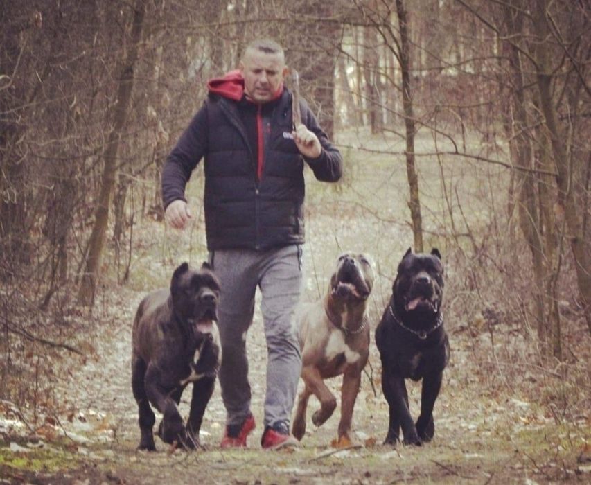 Pies z Profesjonalnej Hodowli ZKwP/ FCI