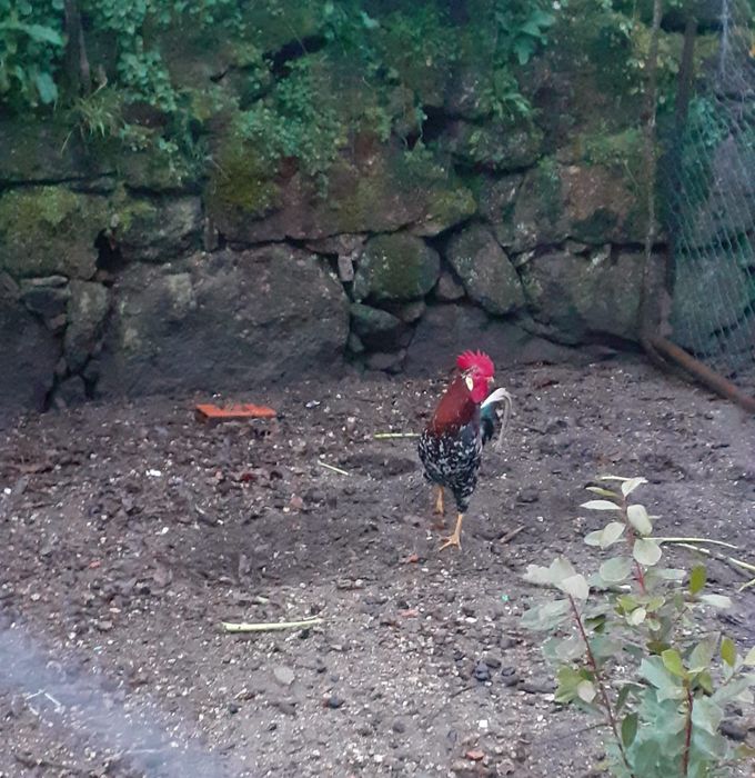 Casal leghorn tricolour / 1 macho