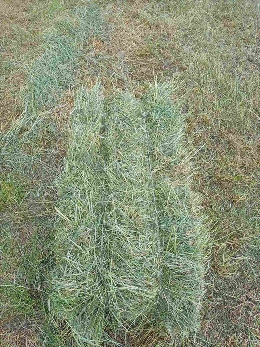 Продам сено в тюках!