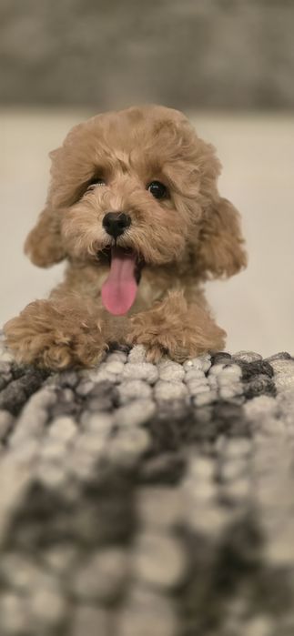 Cavapoo/ dziewczynka