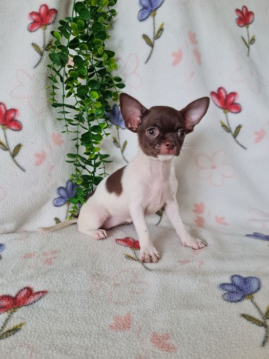 Excelente mini menina Chihuahua/Chiuaua LinhagemRussa de Qualidade