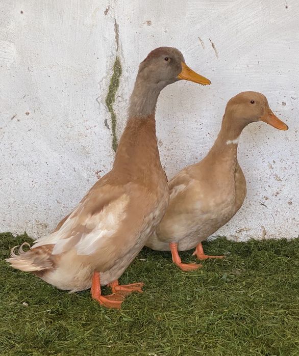 Patos / canard orpington.