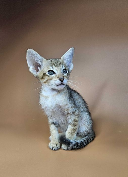 Ориентальный котенок ориентальный мальчик Romulus