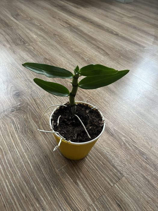 Орхідея дендробіум