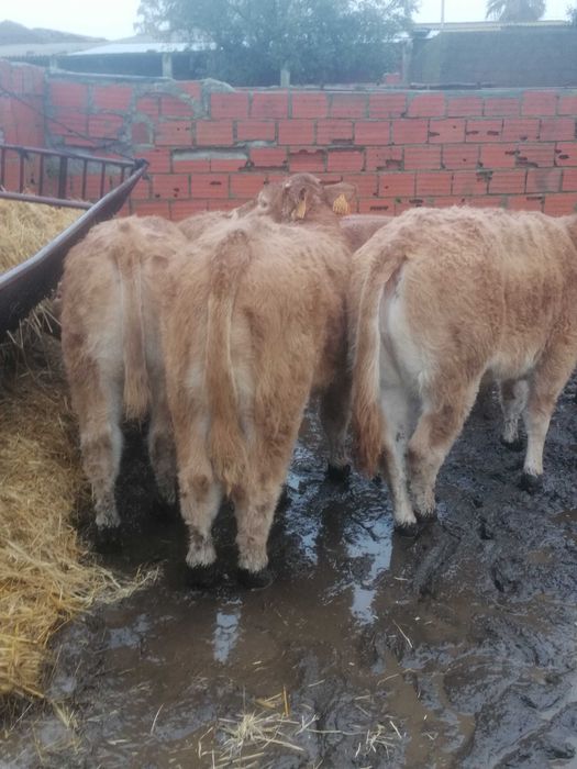 Novilho/Vitelo Limousine Puro Biológico