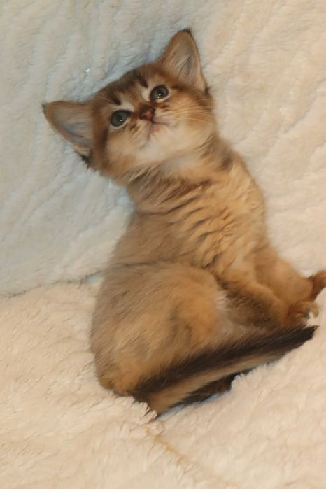 Котенок Сомалийский девчонка