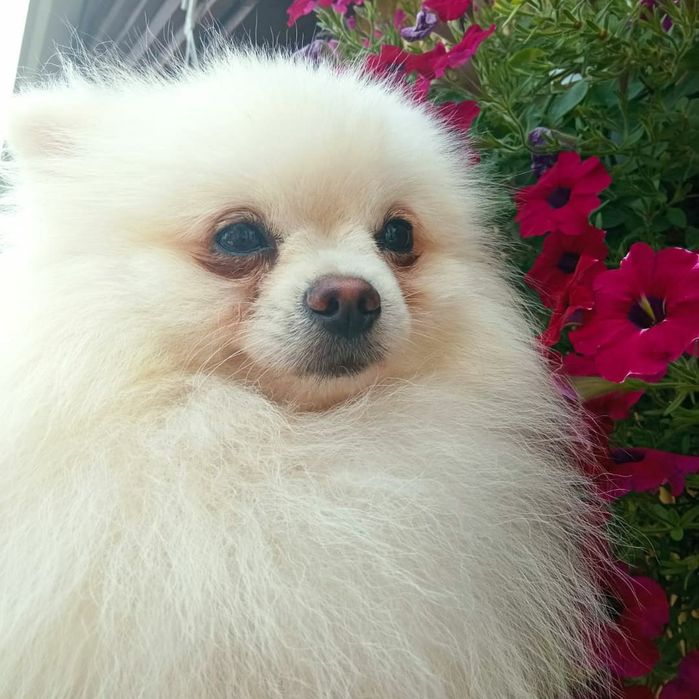 В'язка білий Померанський Шпіц