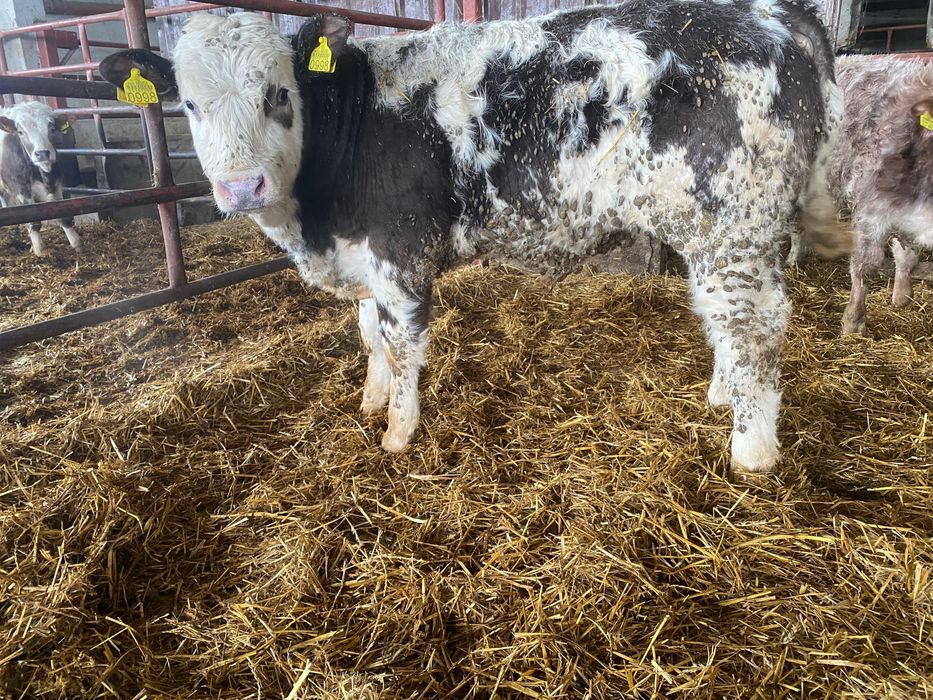 Odsadki mięsne LM Sim BB