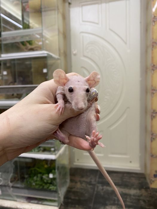 Щурик декортивний дамбо сфінкс