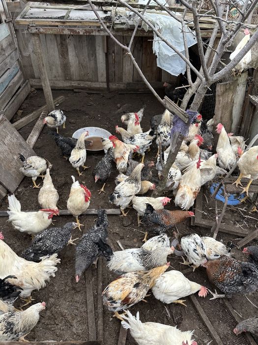 Доминант ломан браун суточные подростки