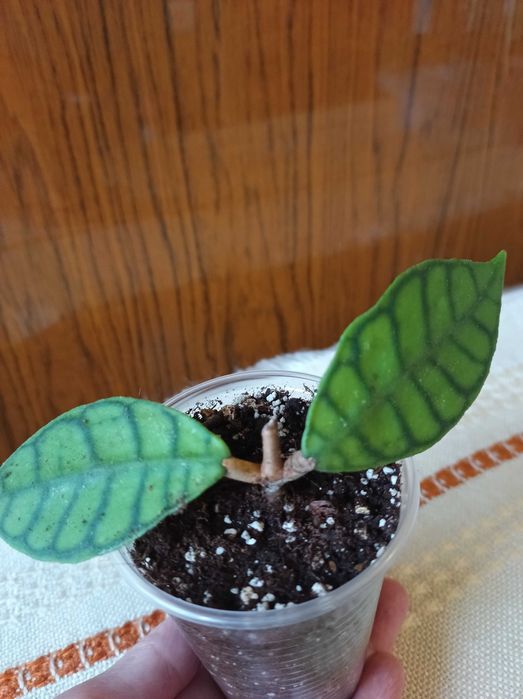 Хойя, гарні сорти.