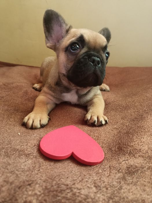Buldog francuski piesek miniaturka