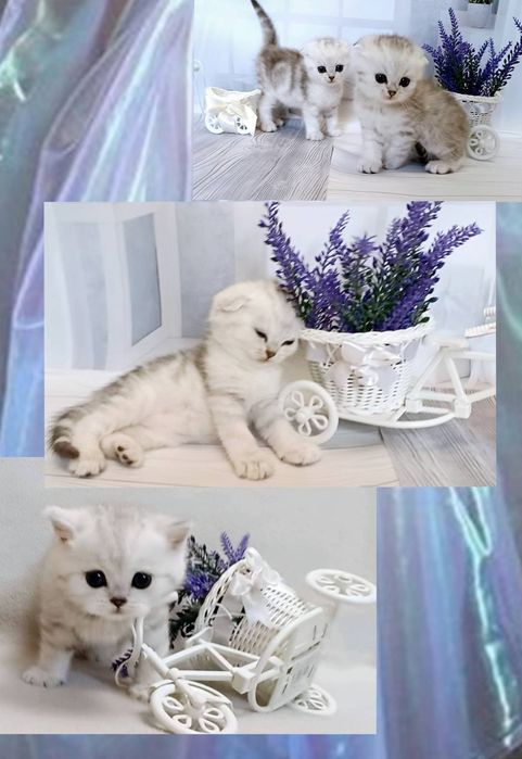 Кошенятка чистокровні , purebred kittens silver chinchillas .