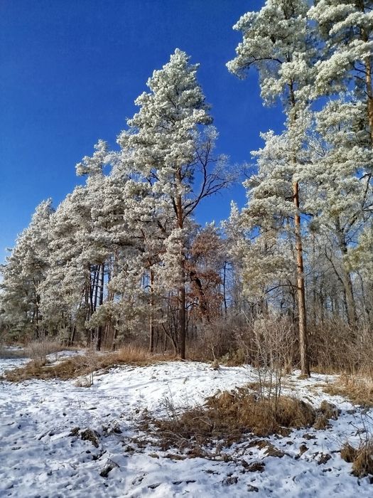 Земельна ділянка