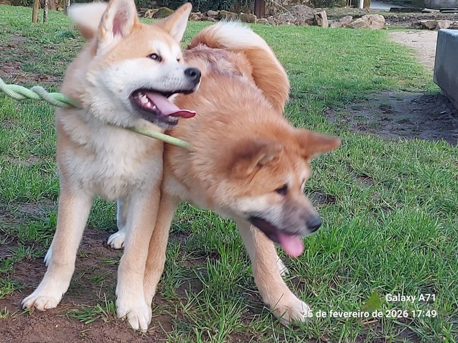 Akita inu japonês