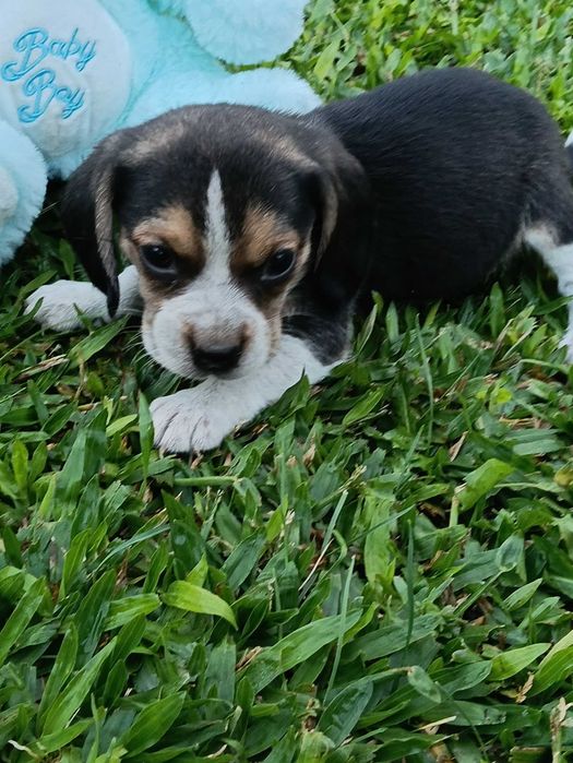 Beagle macho maravilhoso