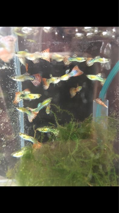 Gupiki.