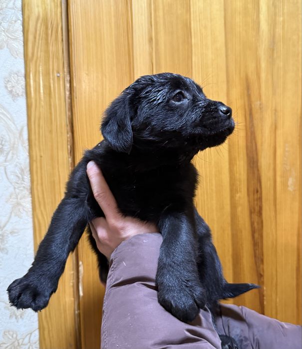 Віддам щенят, цуценят лабладора