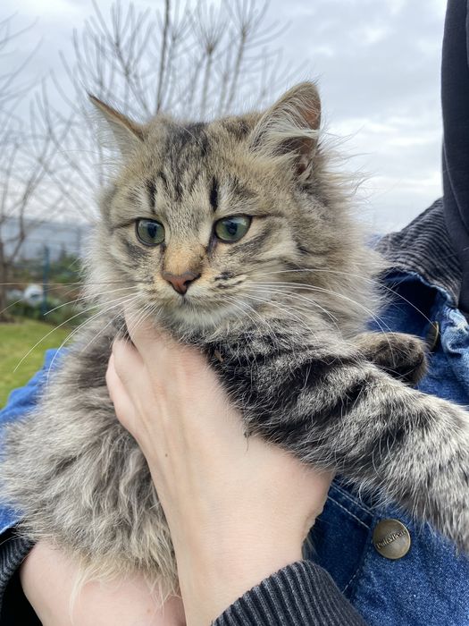 Красива киця шукає свій дім,