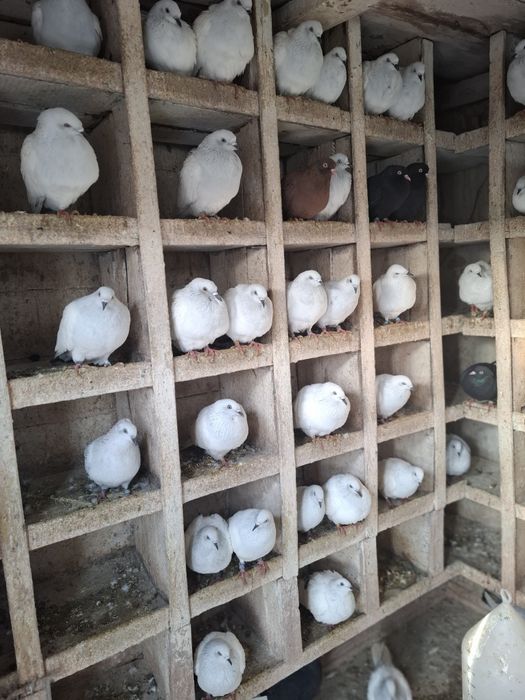 Lot gołębi jasnych.