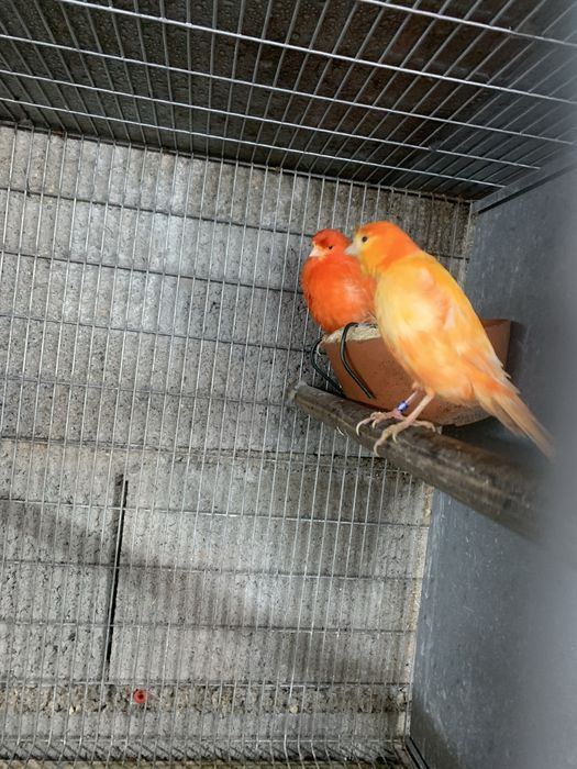 Disponivel casal de canarios para venda ou troca