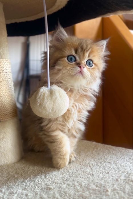 Szkocka koteczka złota szynszyla WCF/PZF+Box prezentowy