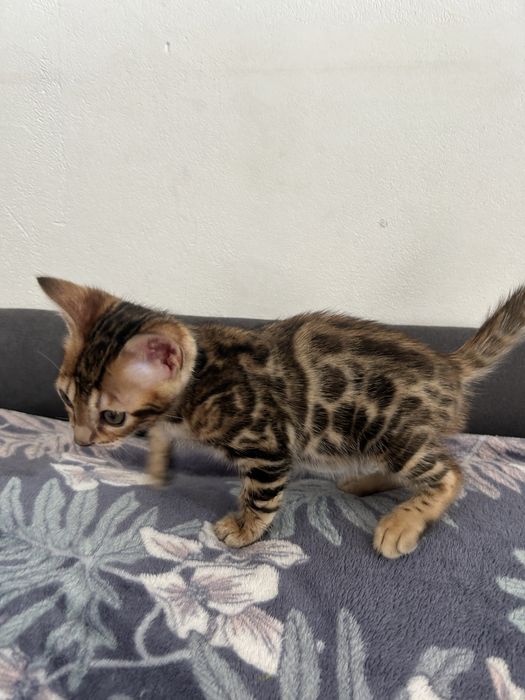Продажа бенгальских котят