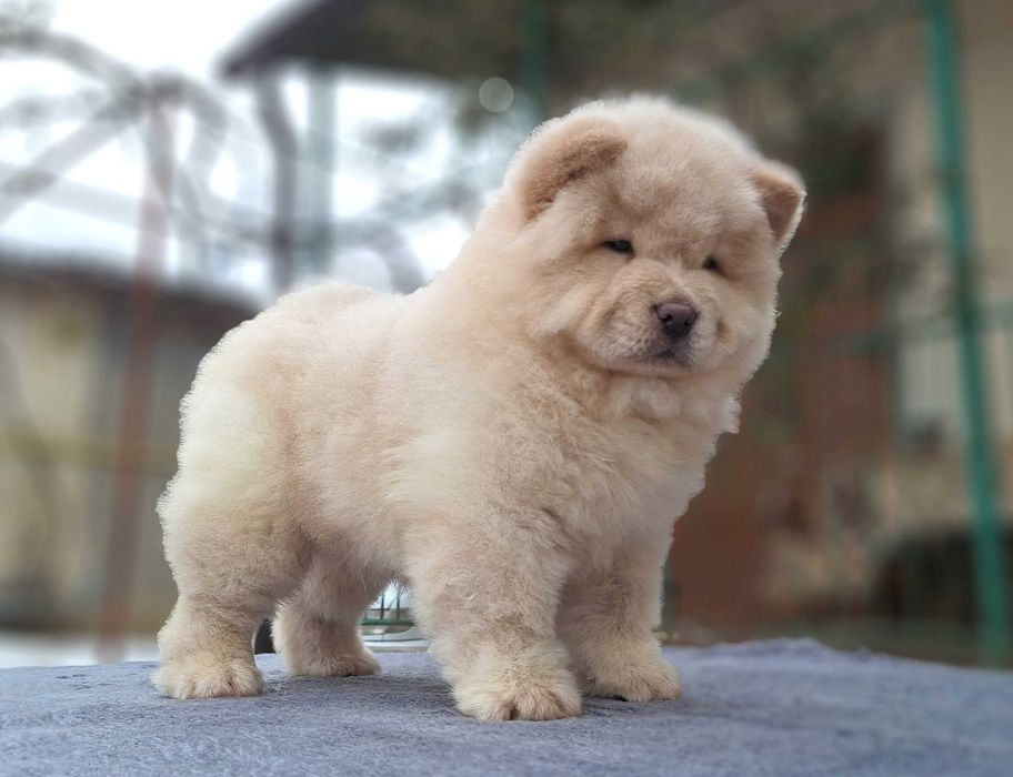 Пропонуємо цуценят чау-чау.