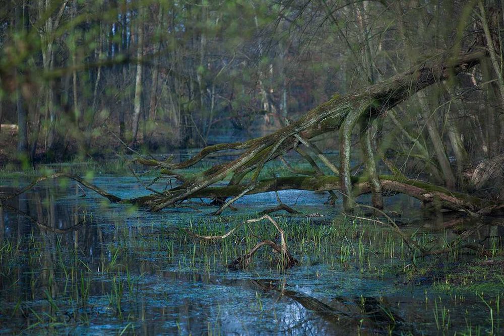Obiektyw Leica R 135/2.8 Wetzlar Canada