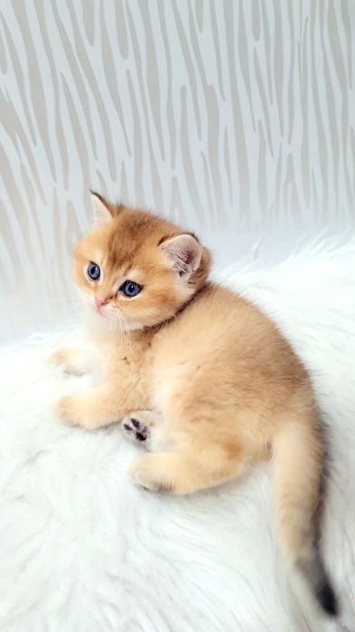 Шотландский малыш золотая шиншилла