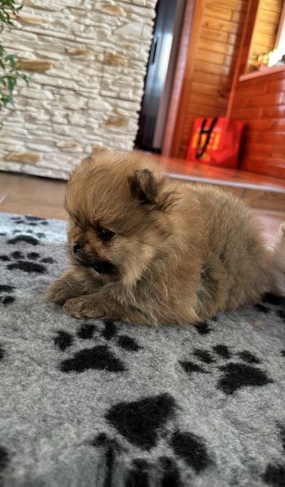 Piesek pomeranian orange typ misia