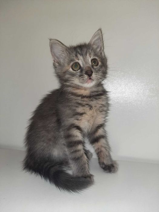 Кошенята британські