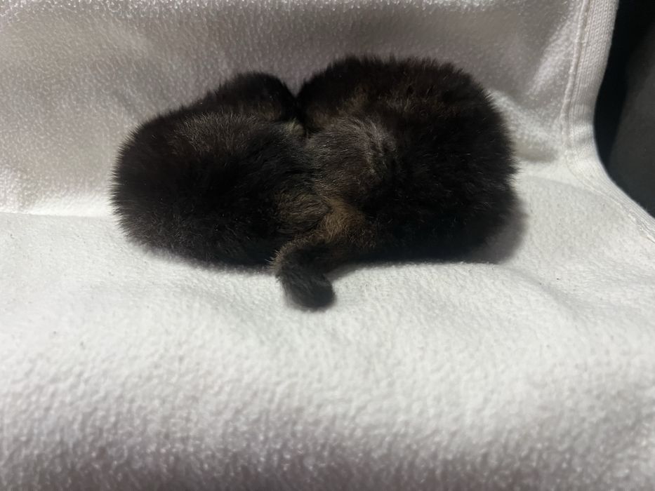 British golden chinchila